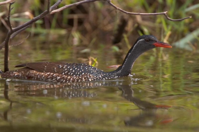 Birding Safari to Rwanda Rwanda Safaris Tour