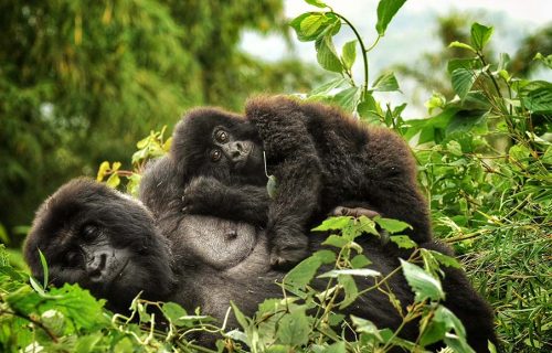 Bwindi Gorilla Uganda Safari Bwindi Gorilla Uganda Safari