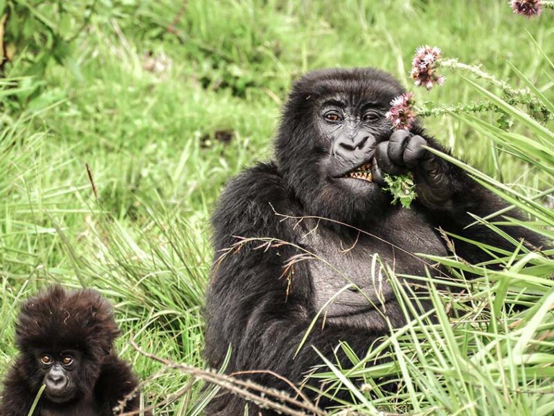 Mgahinga Gorilla Uganda Safari Mgahinga Gorilla Uganda Safari