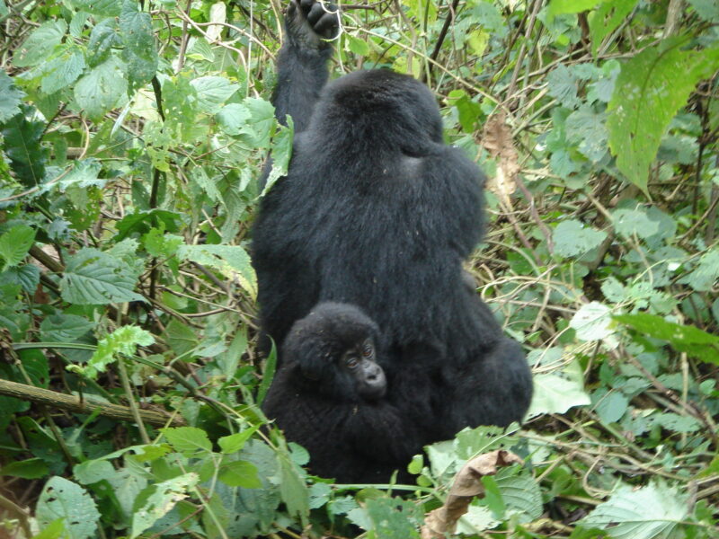 Bwindi Gorilla Uganda Safari Bwindi Gorilla Uganda Safari