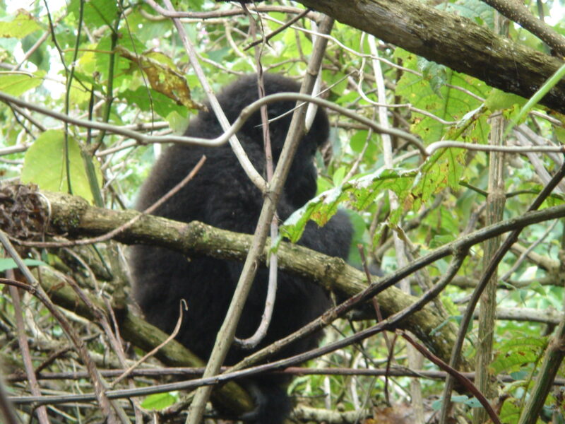 Mgahinga Gorilla Uganda Safari Mgahinga Gorilla Uganda Safari