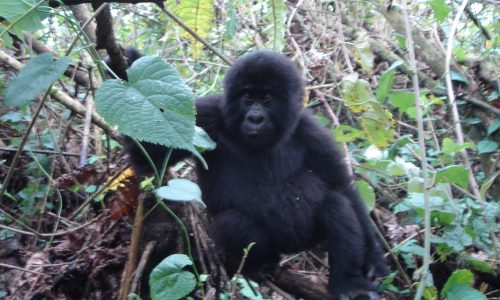 Bwindi Gorilla Uganda Safari Bwindi Gorilla Uganda Safaris