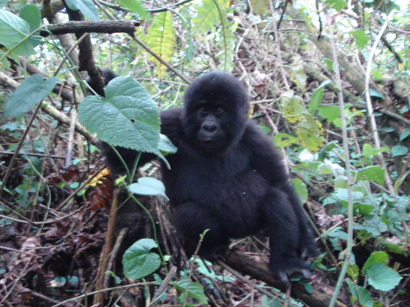 Bwindi Gorilla Uganda Safari Bwindi Gorilla Uganda Safaris