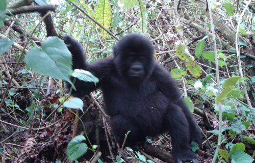 Rwanda Gorilla trekking Rwanda Gorilla trekking