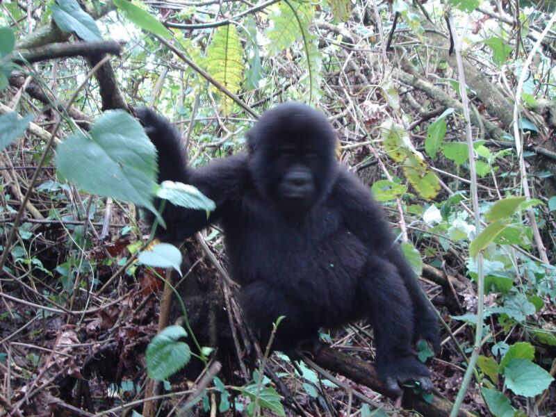 Rwanda Gorilla trekking Rwanda Gorilla trekking