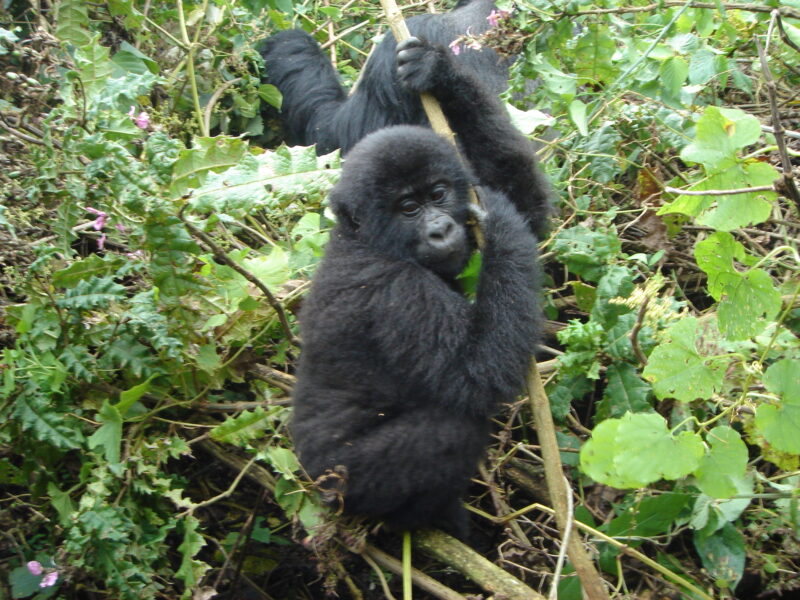 Gorilla Trekking Safaris Uganda Gorilla Trekking Safaris Uganda