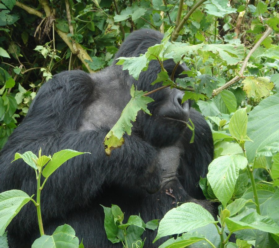 Rwanda Primates Safari Rwanda Primates Safari
