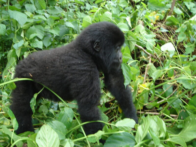 Gorilla Trekking in Uganda Uganda Safaris Tour