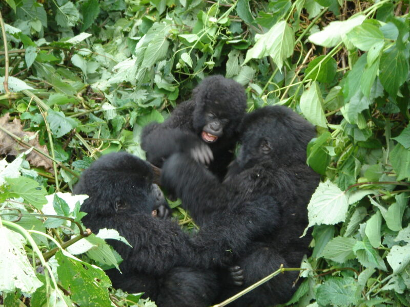 Uganda Gorilla Safaris Tour Uganda Gorilla Safaris Tour