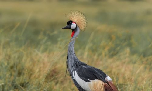 Uganda Wildlife Adventure Safari Uganda Wildlife Adventure Safari