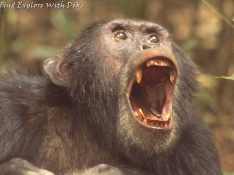Chimpanzee Safari Uganda Chimpanzee Safari Uganda