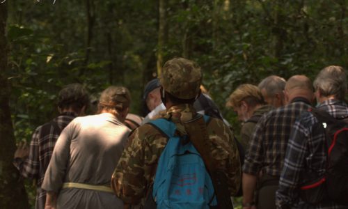 Chimpanzee Tracking in Uganda Uganda Safaris