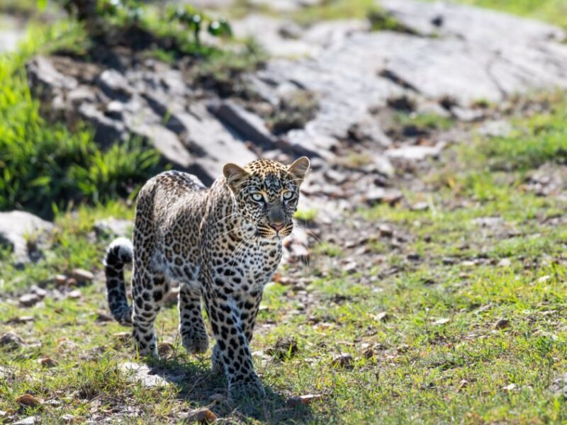 Tanzanian Wildlife Safari Tanzanian Wildlife Safari