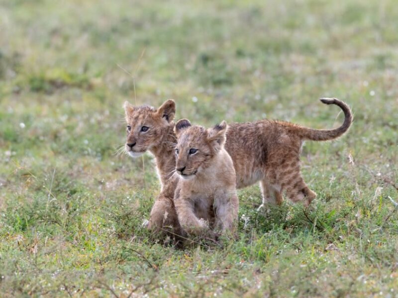 Kenya Safari Wildlife Adventure Kenya Safari Wildlife Adventure