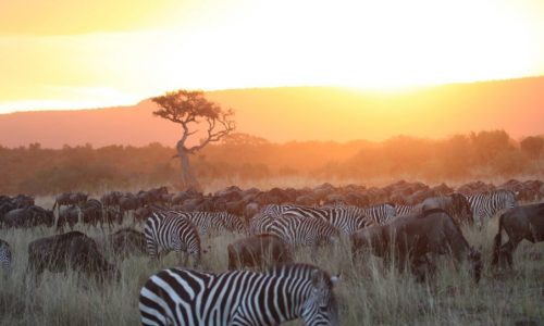 Wildebeest Safari Tanzania Wildebeest Safari Tanzania