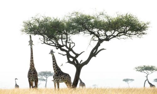 Tanzania Wildlife Adventure Safari Tanzania Wildlife Adventure Safari