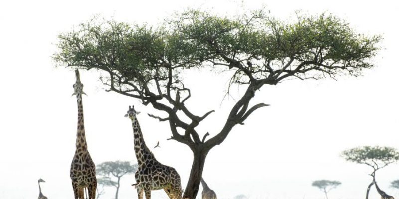 Tanzania Wildlife Adventure Safari Tanzania Wildlife Adventure Safari