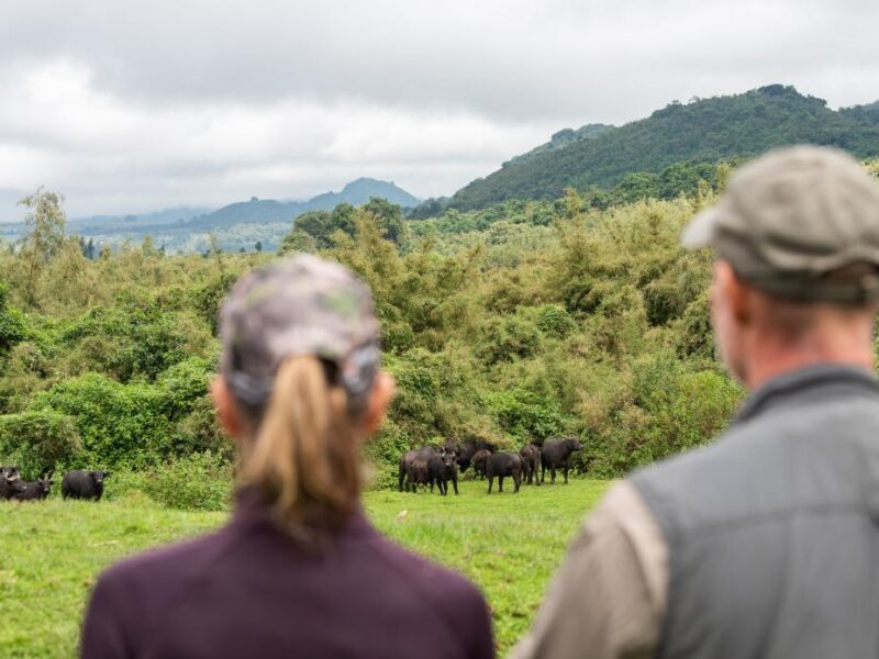 Wildlife Safaris tour Holidays in Uganda Uganda Safaris Tour