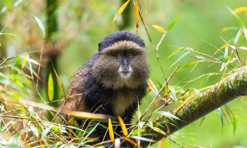 Golden Monkey Tracking in Uganda Uganda Safaris Tour