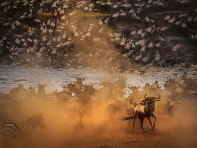Wildlife Migrations 4 Kenya Safari Wildlife Adventure