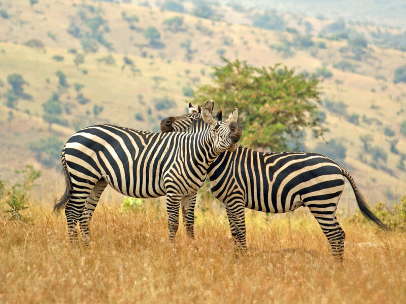 Uganda Wildlife Tour Uganda Wildlife Tour